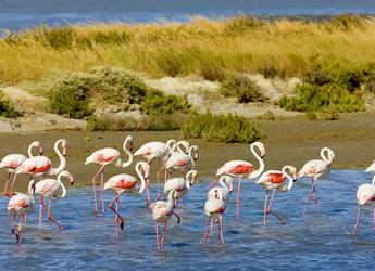 Flamingoes Camargue Flamingoes Camargue