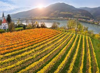 Wachau vines