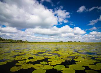 Tours Europe water lillies
