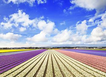 Super tulips 2 Super tulips 2