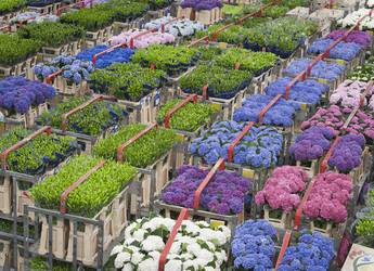 boxes of tulips boxes of tulips