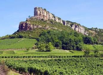 Beaujolais Vineyards