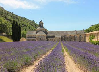 Abbey Senanque lavender