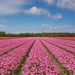 Tulips from Holland
