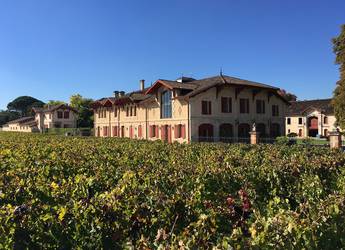 Medoc walking vines