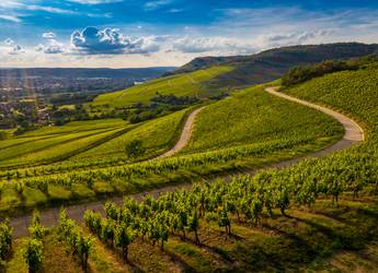 Burgundy Vines Walk Inn