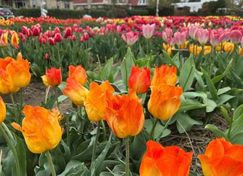 Hortus BBT Tulip