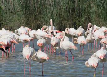 Flamingos on Camargue Flamingos on Camargue