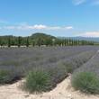 Lavender fields