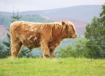 Rob Roy Way - cow