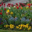 Tulips Holland