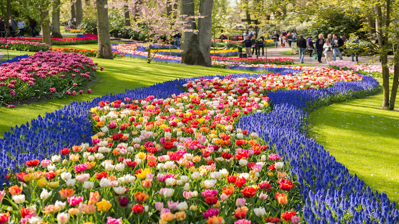 mass of colourful flowering bulbs
