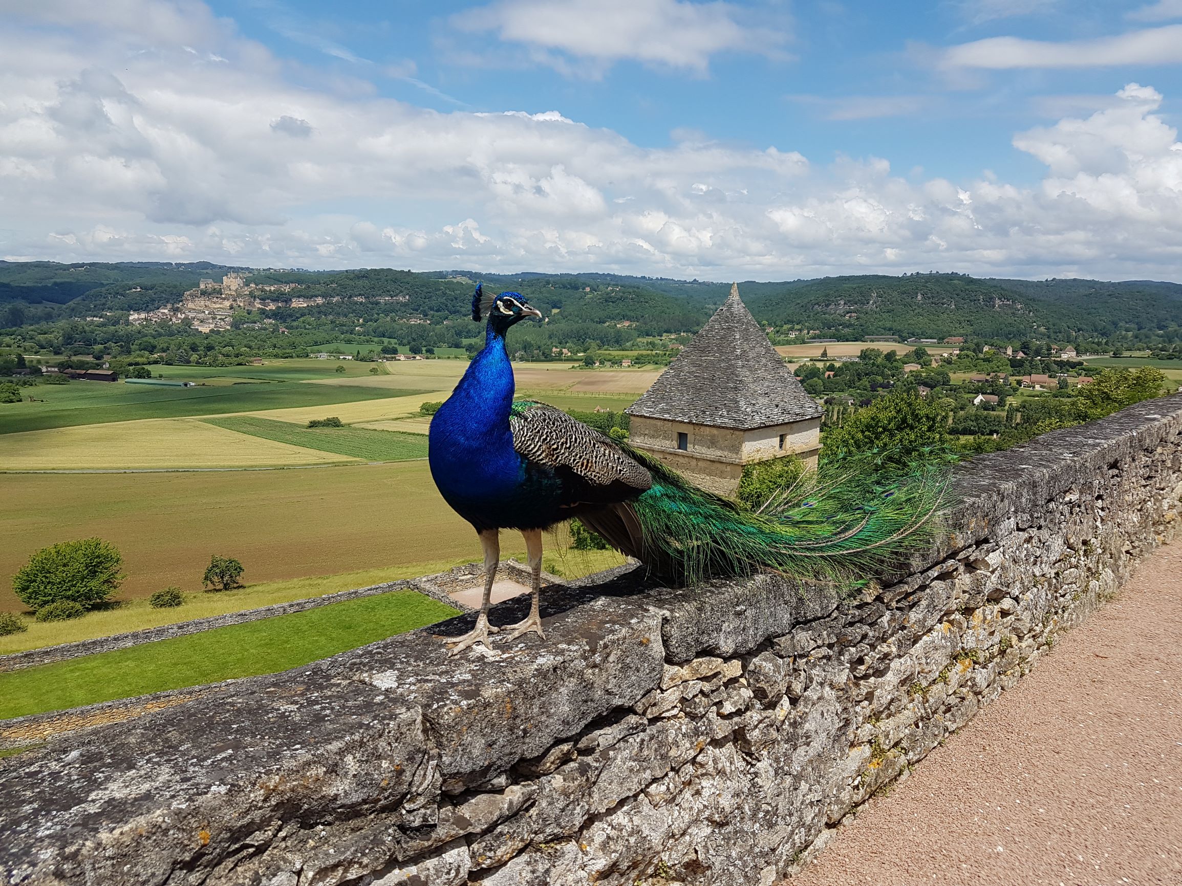 peacock and the Dordogne valley