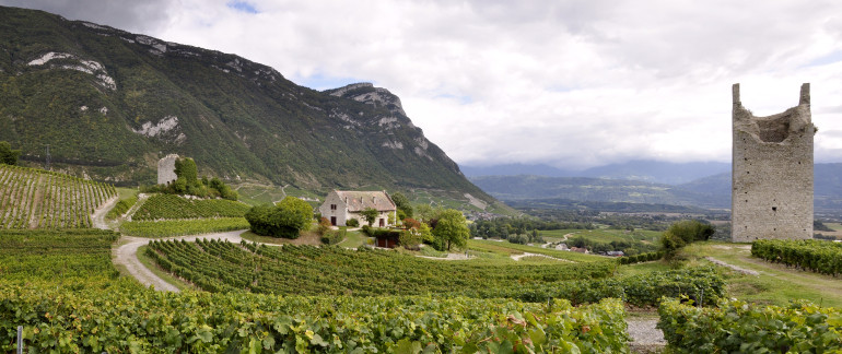 alpine vineyards