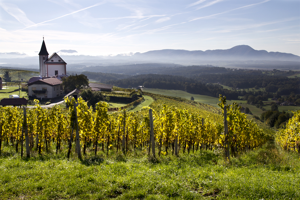 Podravje vineyards