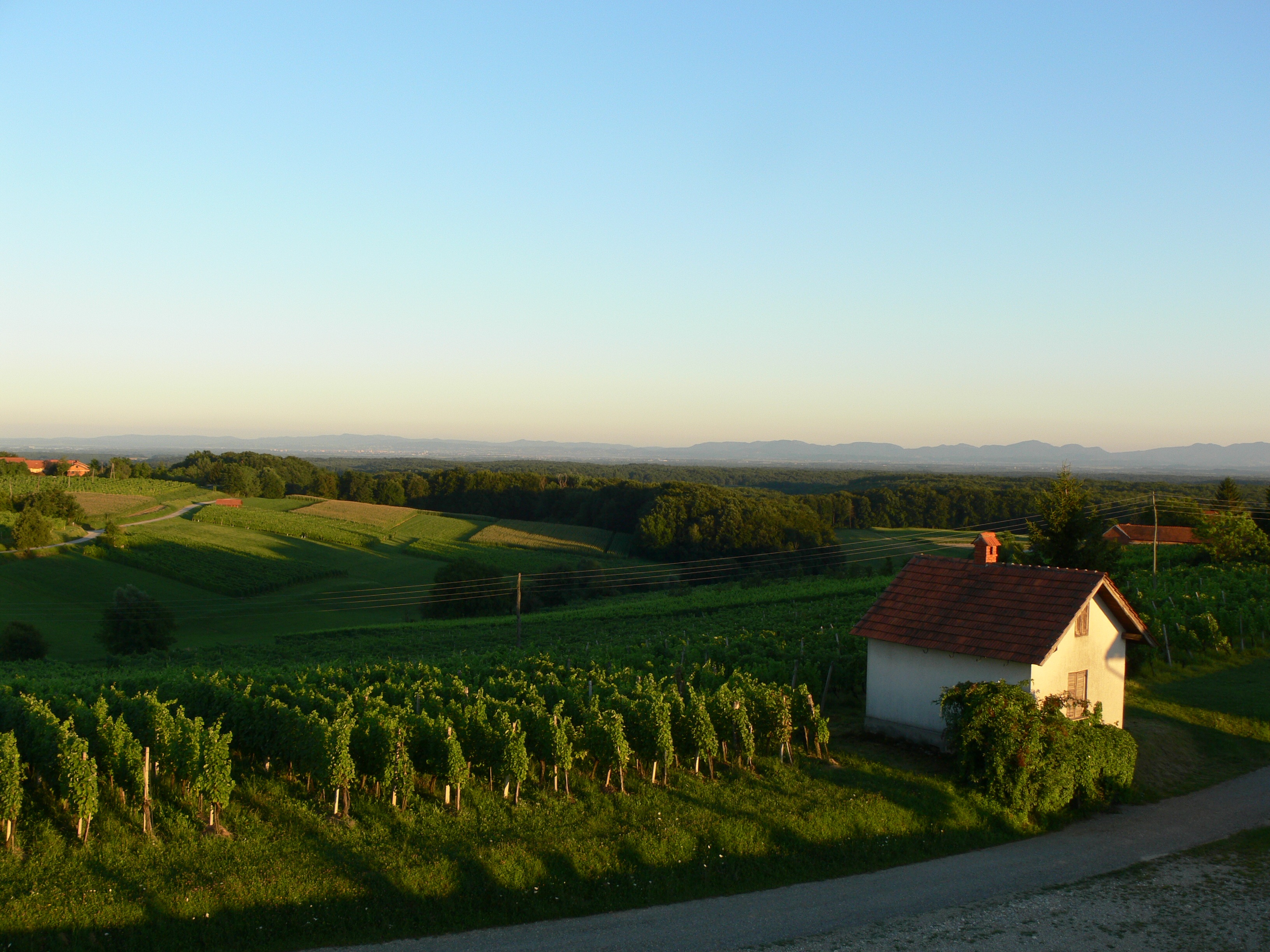 Slovenia vineyard