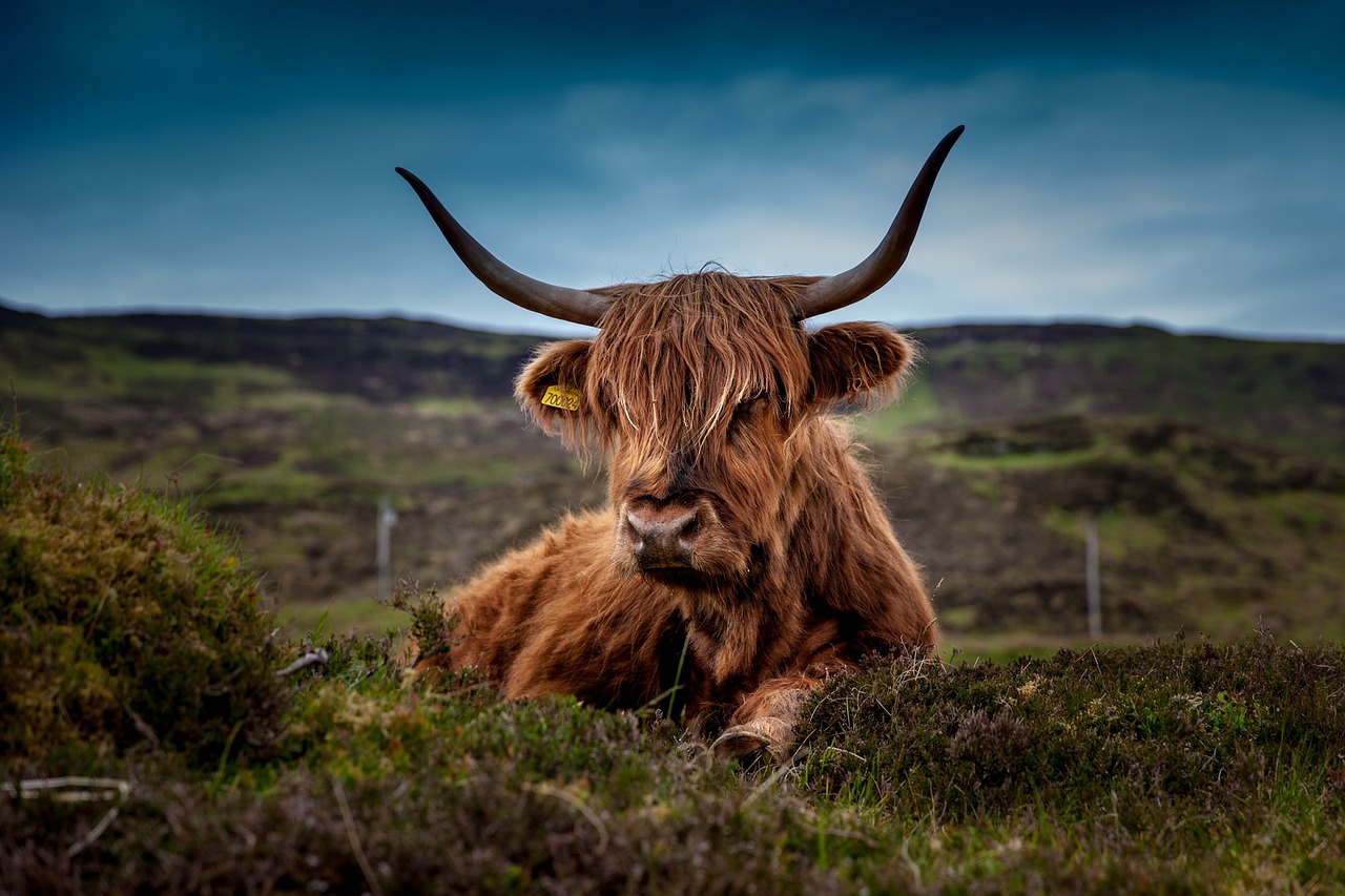 Scottish bull