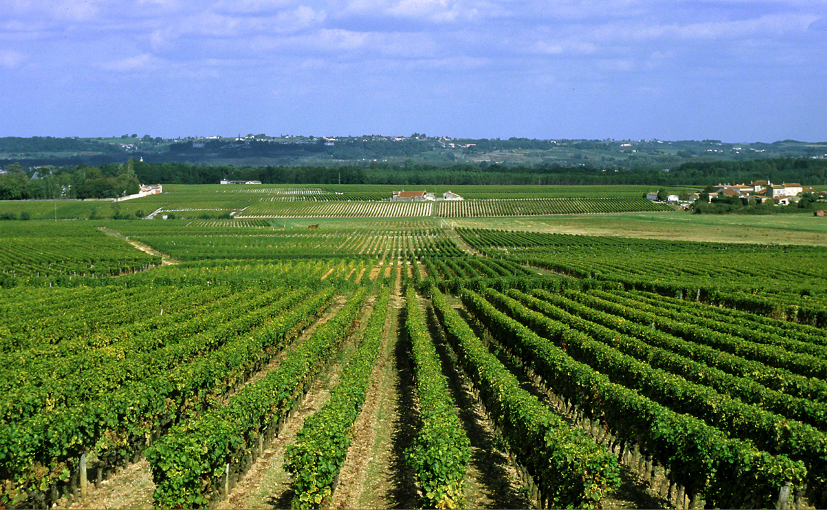 Bordeaux vineyards