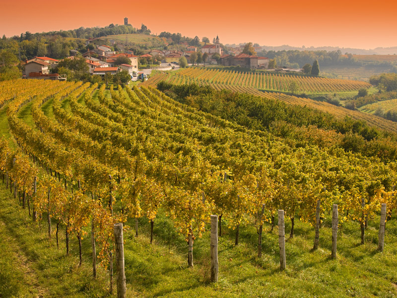 Slovenian vineyards