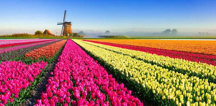 tulips in Holland