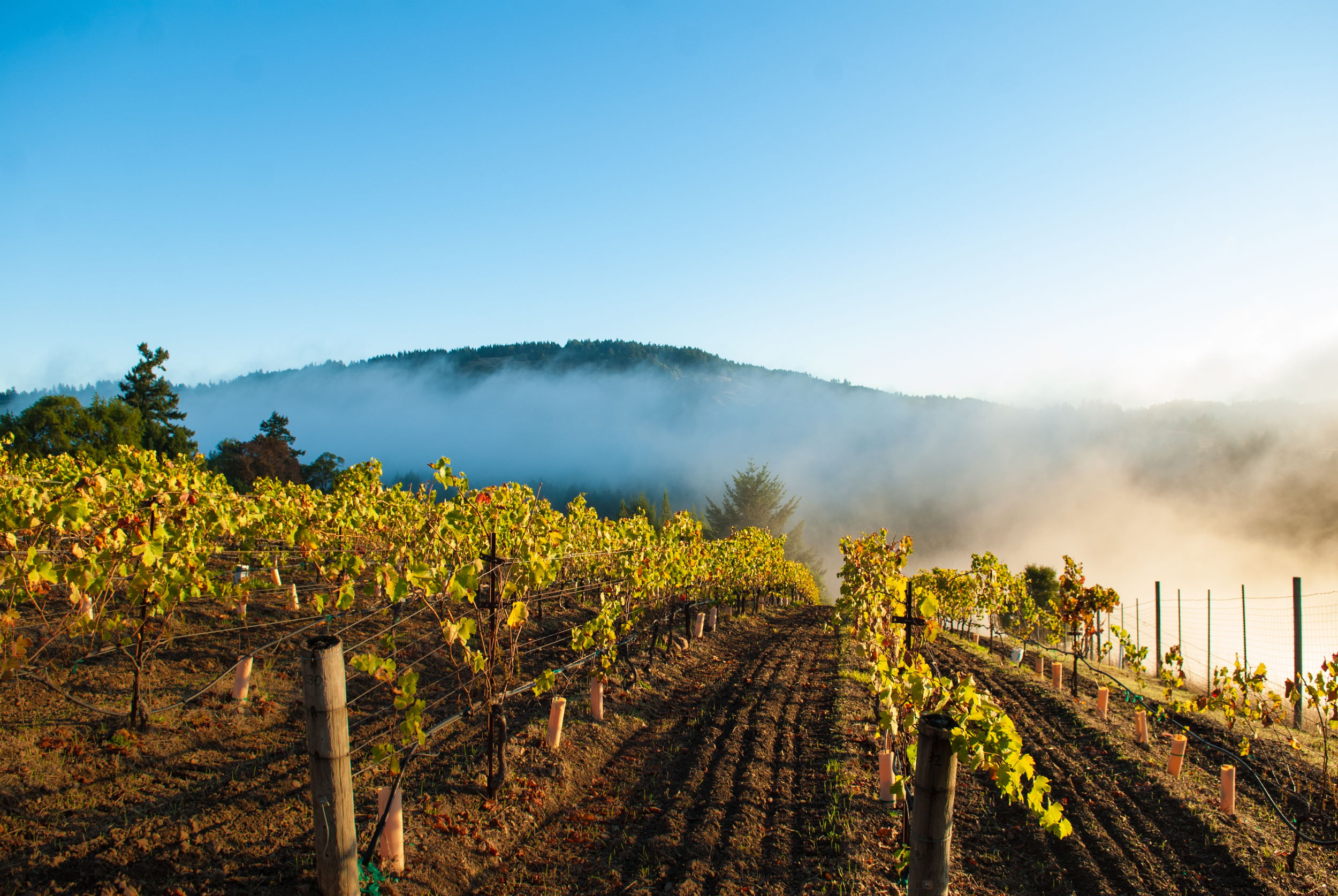 autumn in the Savoie vineyards