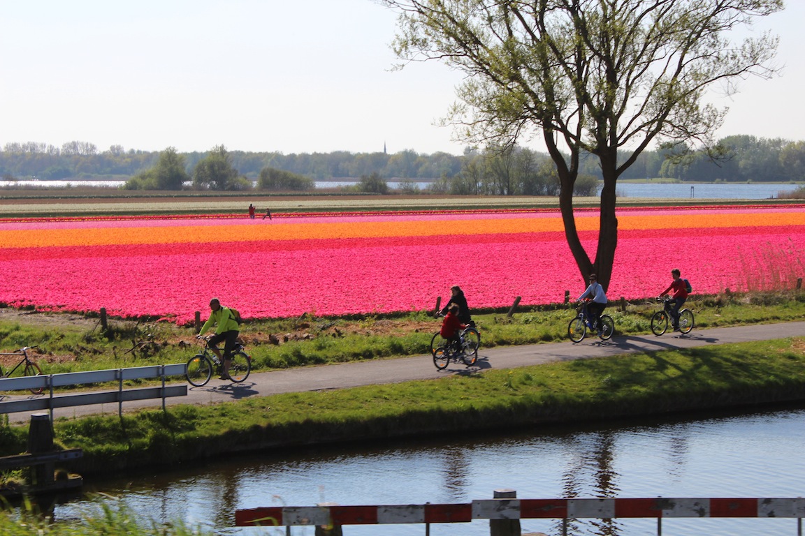 cyclista and tulips