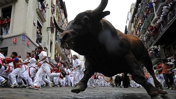 Spanish bull