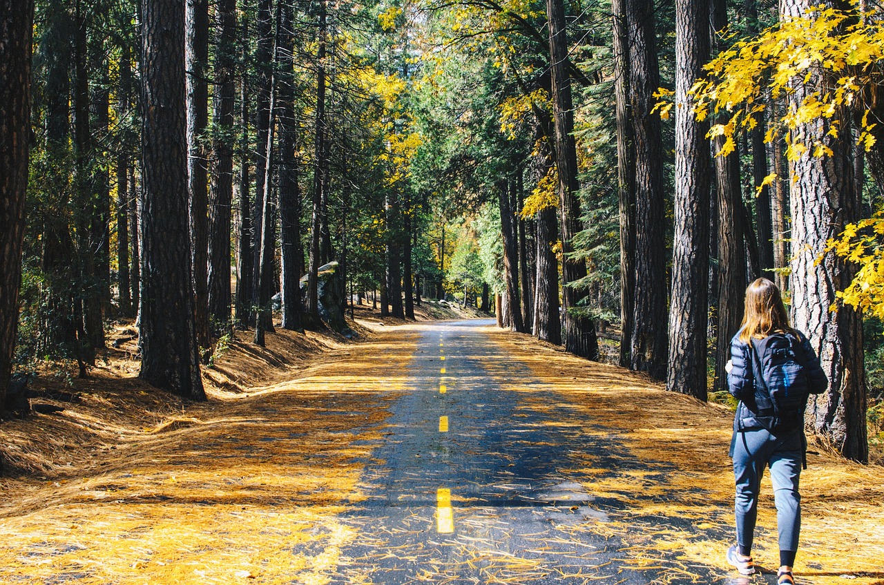 Forest walking trail