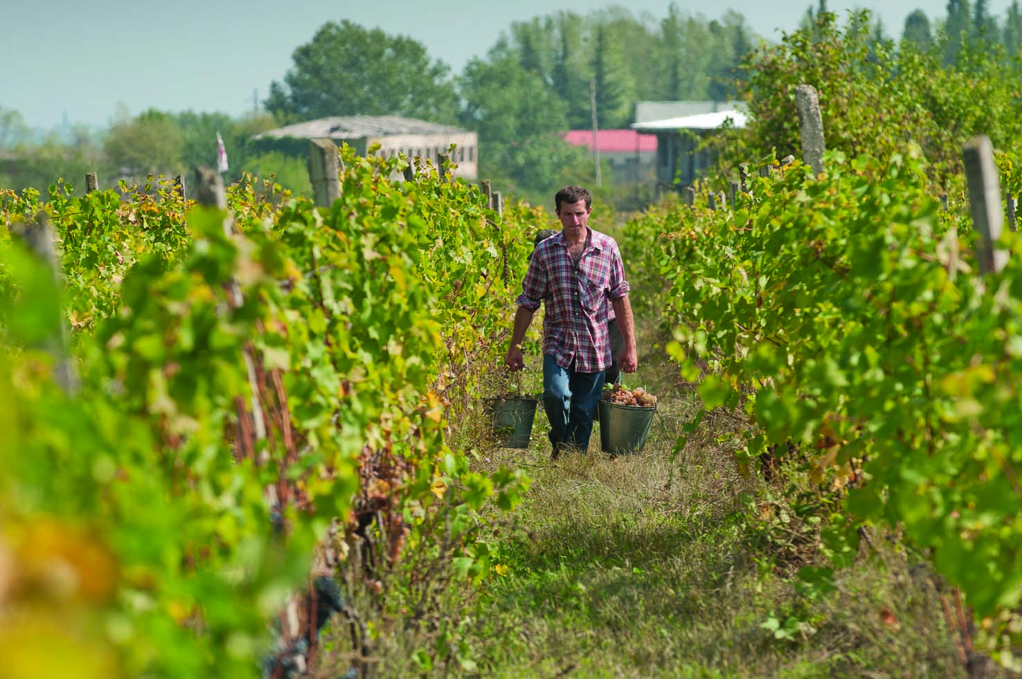 Georgia vineyards