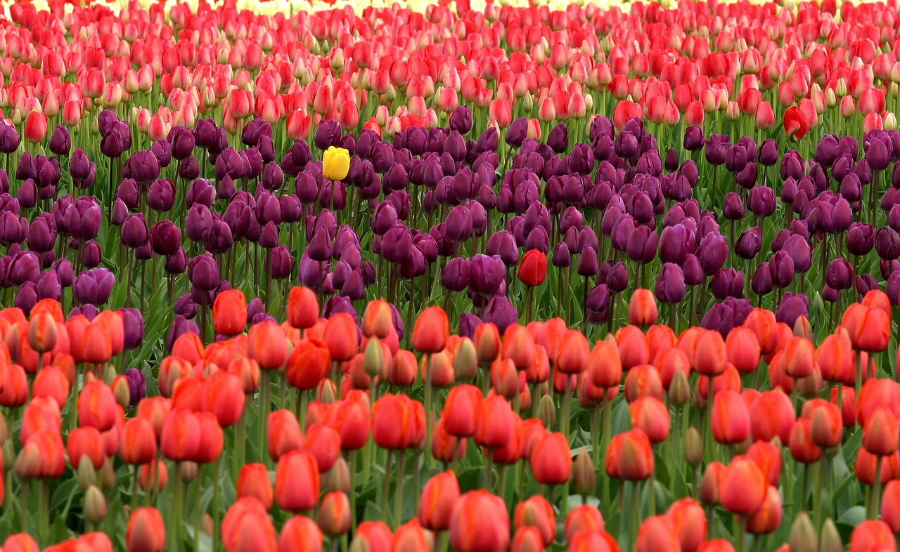 tulip garden