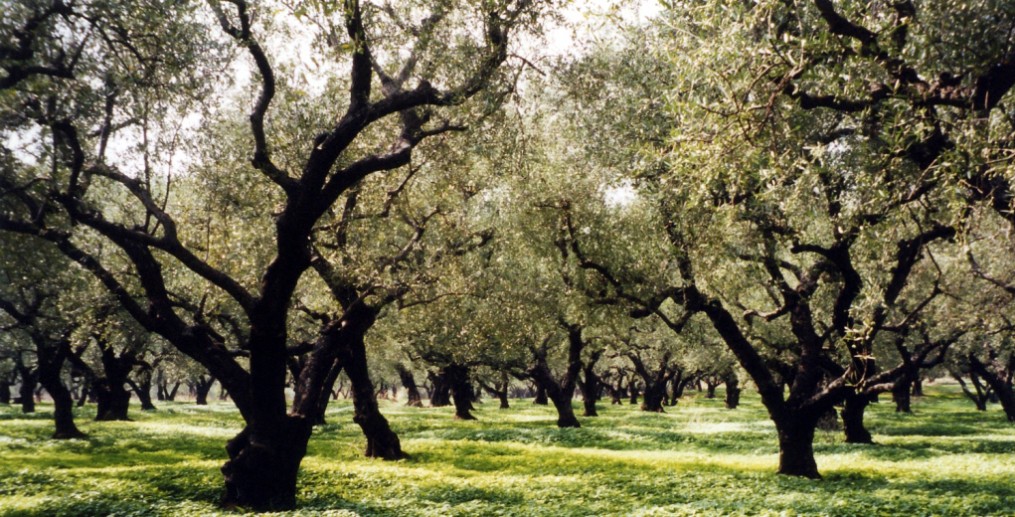 olive groves