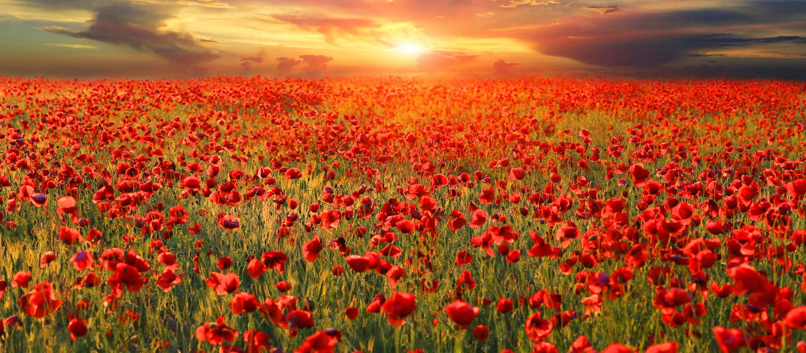 poppies in the field