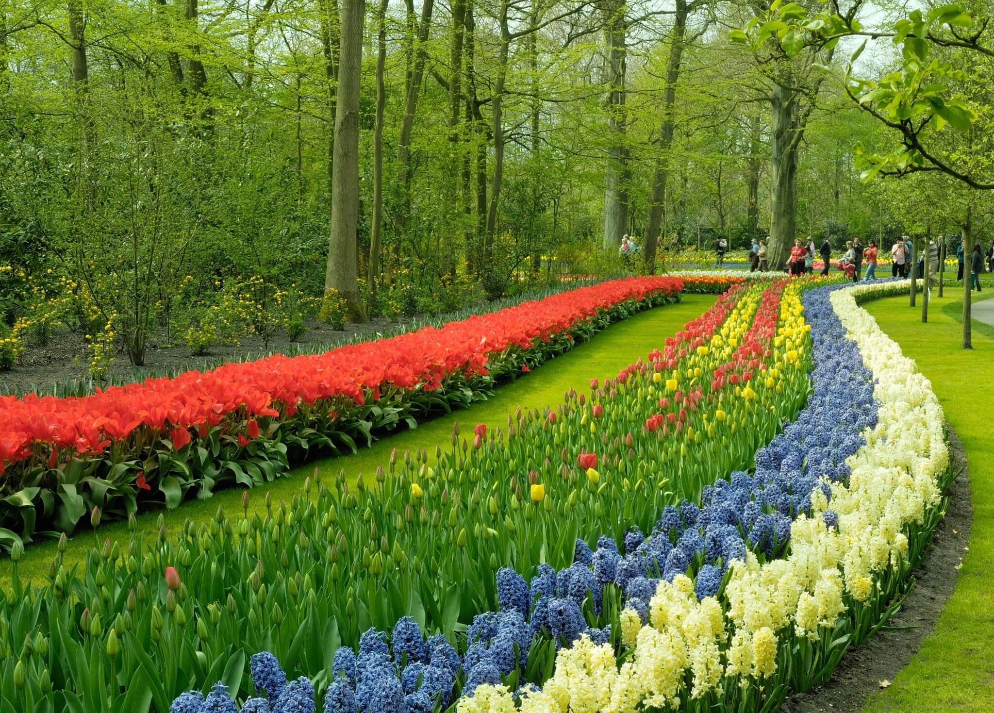 tulips at keukenhof